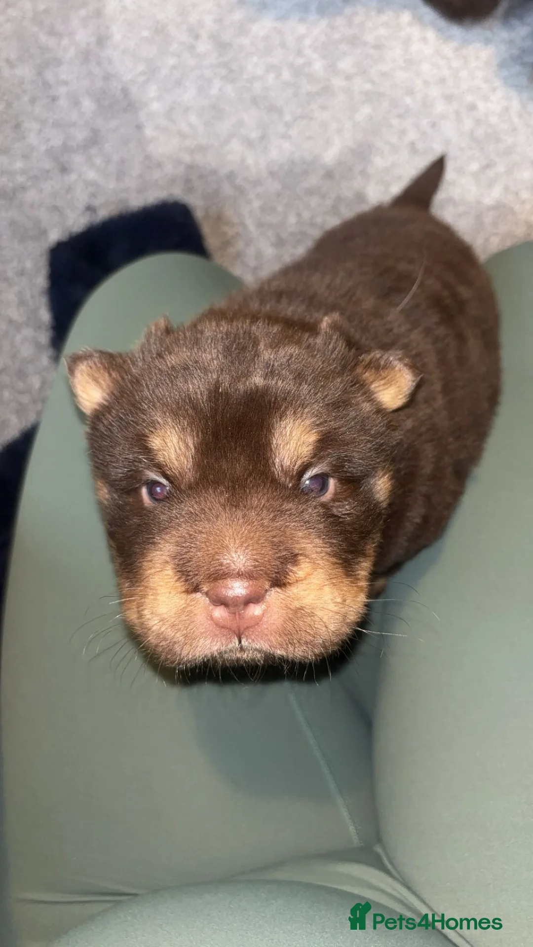 Shar Pei dogs for sale: Top quality choc and tan bear coat sharpies - Advert 18