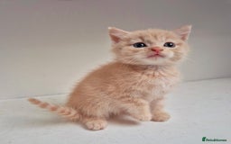 Persian cats for sale: ⭐️Beautiful Persian X Kittens⭐️ - Image 11