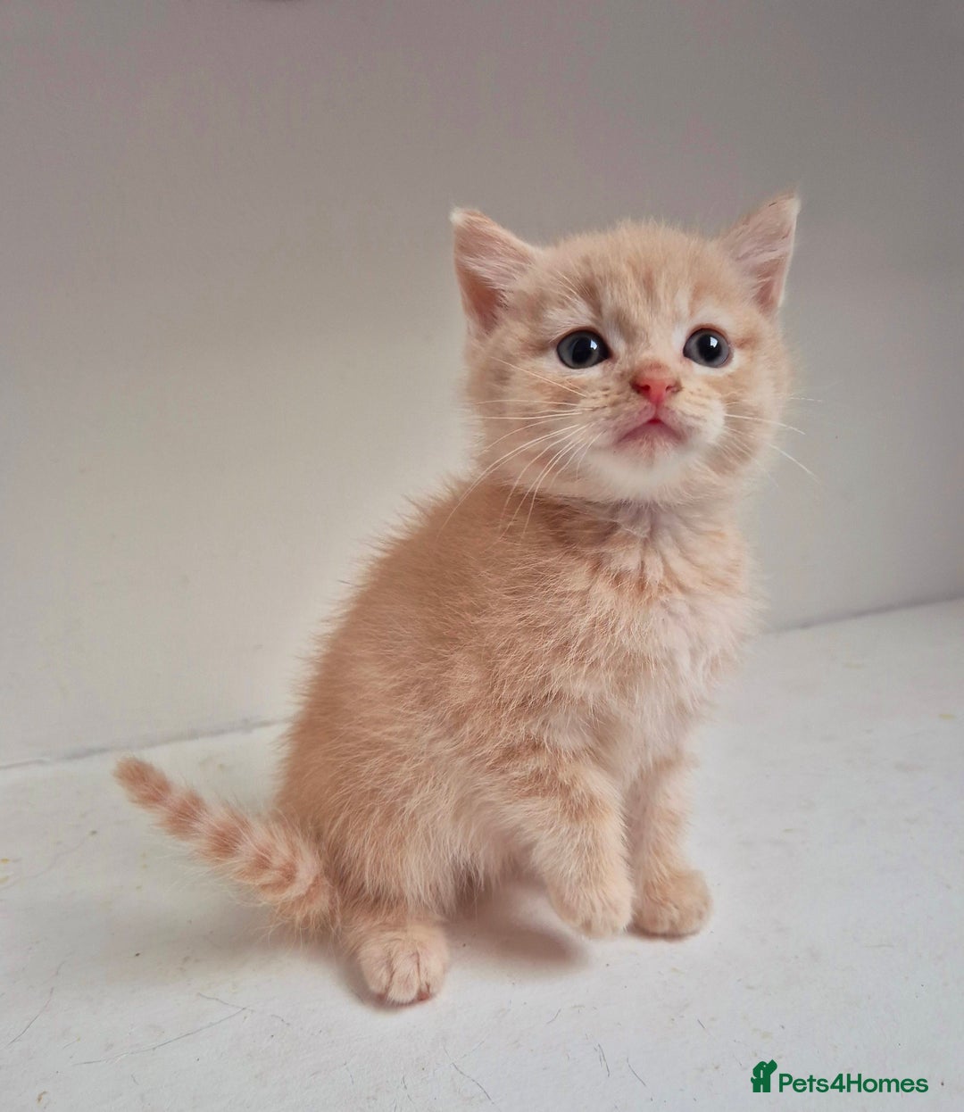 Persian cats for sale: ⭐️Beautiful Persian X Kittens⭐️ - Image 11