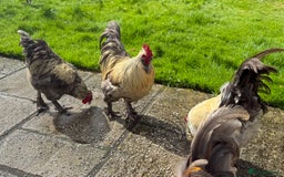 Chickens poultry for sale: 4 VERY HANDSOME HAND REARED SILKY MIX COCKERELS  - Image 26