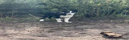 Border Collie dogs for sale: Pup ready to go  in Clitheroe - Advert 3