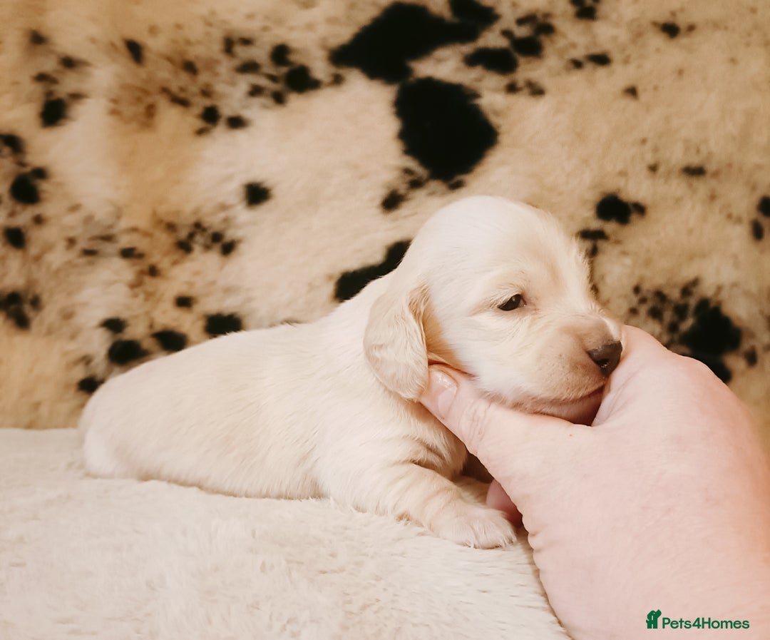 Miniature Dachshund dogs for sale: Remarkable mini Longcoat dachshund ETHICAL BREEDER - Advert 4