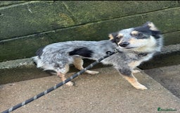 Mixed Breed dogs for adoption: 🌸 Meet Marnie 🌸 - Advert 1