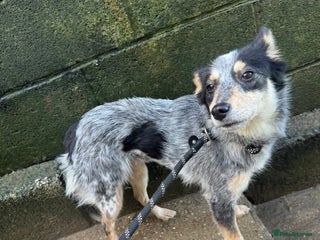 Mixed Breed dogs 🌸 Meet Marnie 🌸 - Advert 6