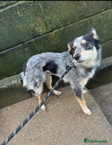 Mixed Breed dogs 🌸 Meet Marnie 🌸 - Advert 5