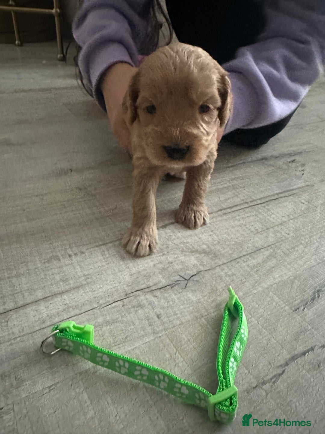 Cockapoo dogs for sale: F1 Cockapoos - Image 5
