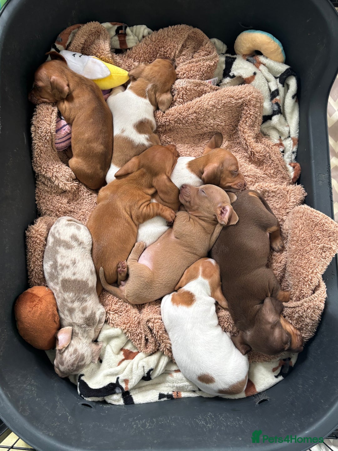 Miniature Dachshund dogs for sale: Stunning mini sausages  - Image 13