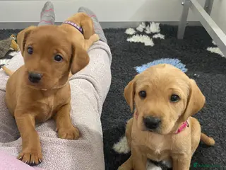 Labrador Retriever dogs Labrador puppies KC Fully health tested parents - Advert 15