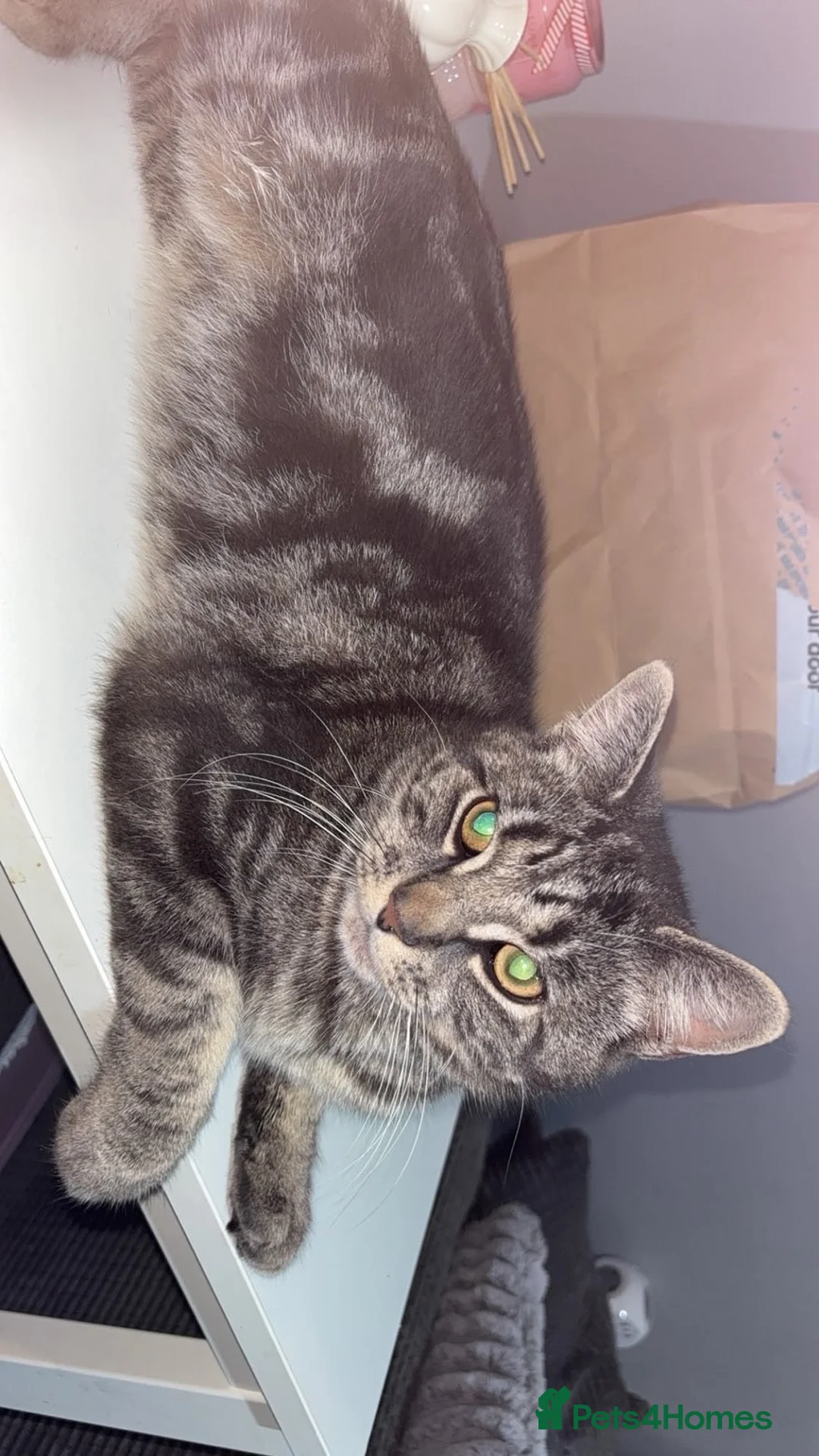 Mixed Breed cats for sale: Rehoming male cat  - Advert 1