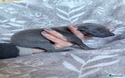 Whippet dogs for sale: OUTSTANDING PRESTIGIOUS LAGUNA BLUE WHIPPETS! KC - Image 8