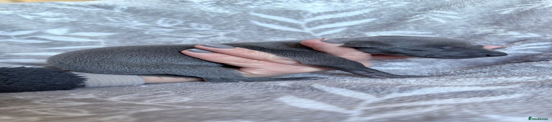 Whippet Puppy 4