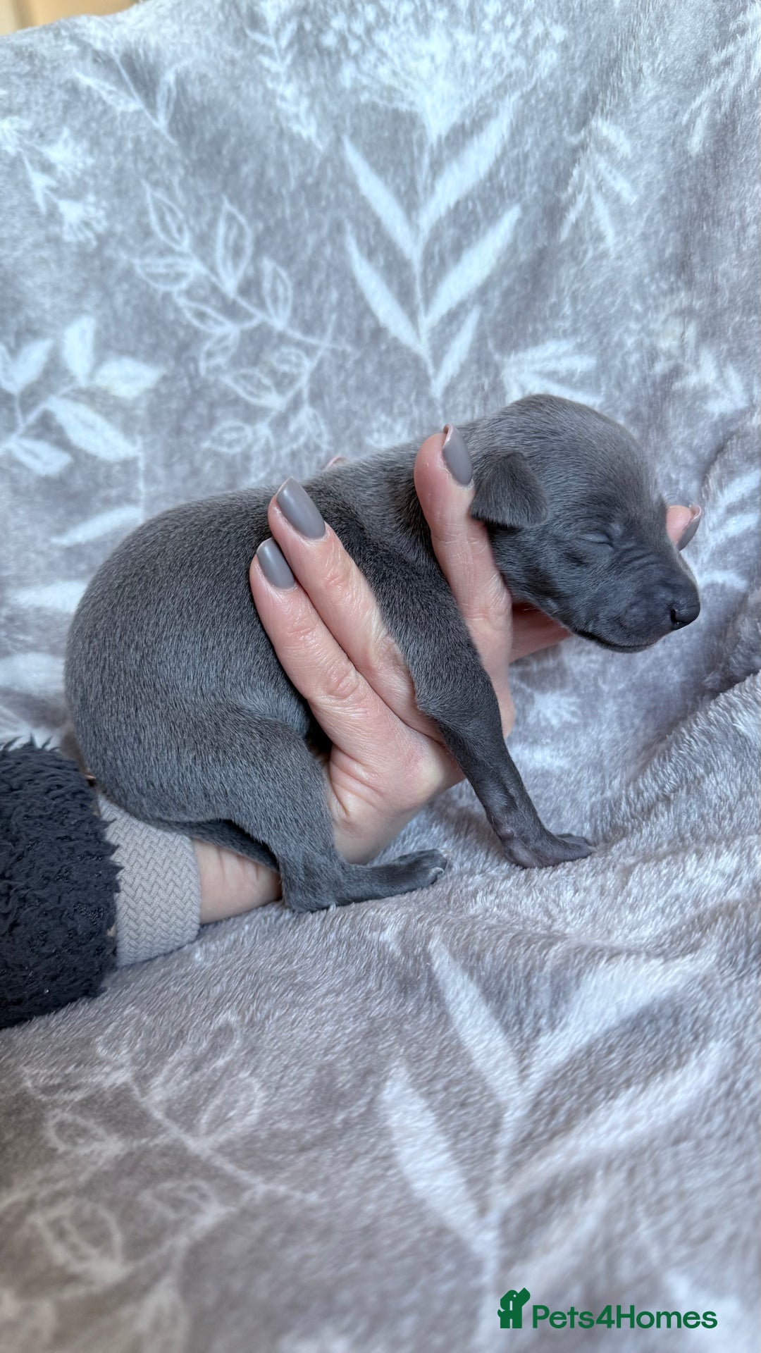 Whippet dogs for sale: OUTSTANDING PRESTIGIOUS LAGUNA BLUE WHIPPETS! KC - Image 8