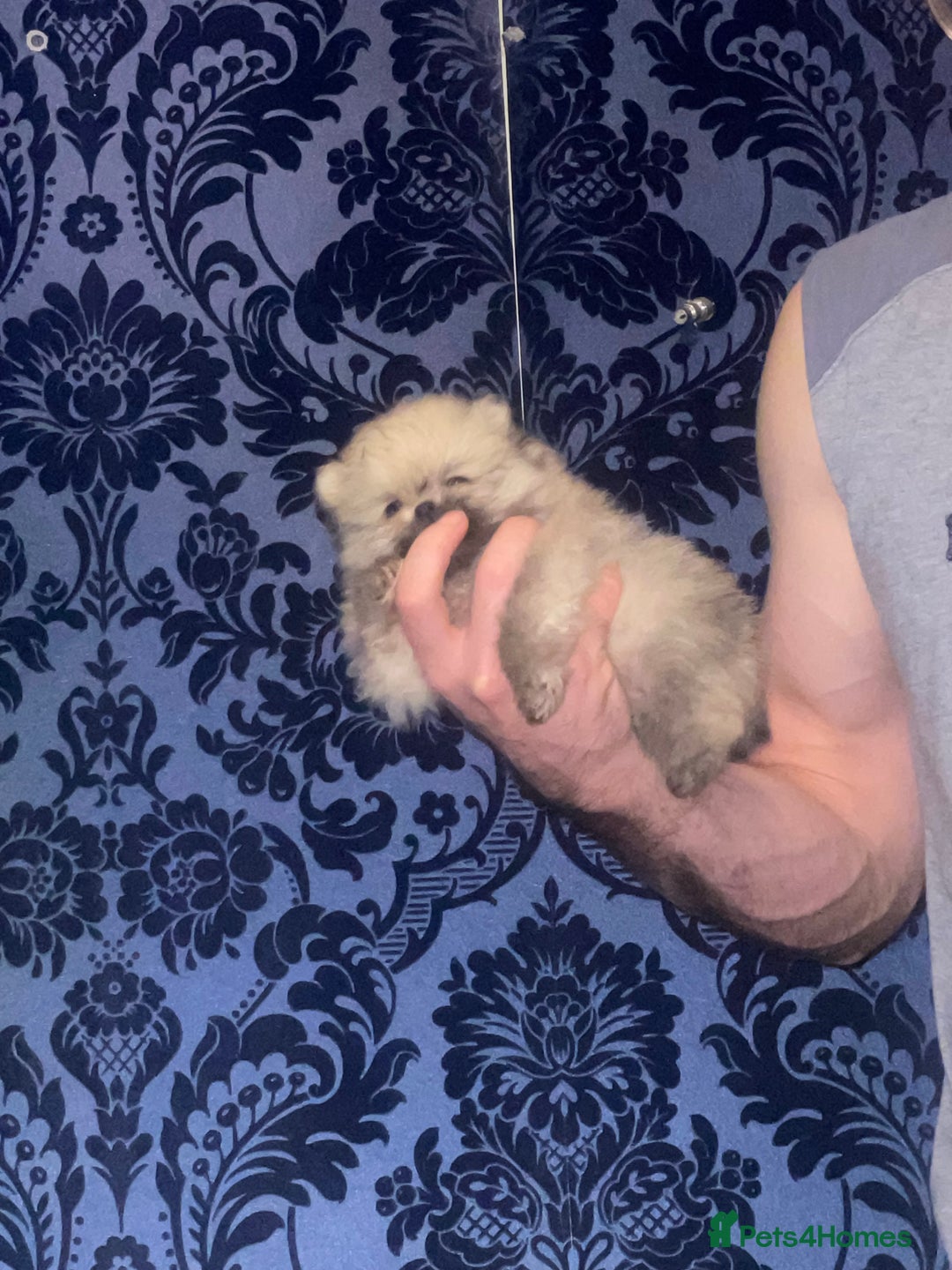 Pomeranian dogs for sale: RARE colour CHAMPION line Pomeranian puppy Pup - Advert 2