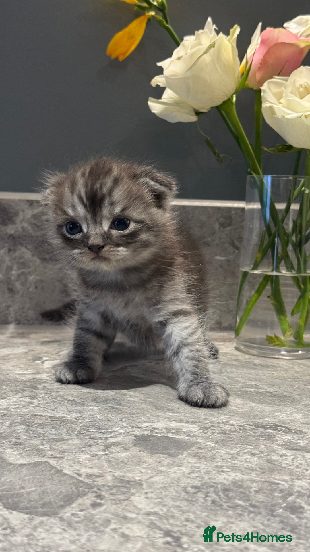 British Shorthair cats for sale: 🐾✨ READY for Their Forever Home ✨🐾 - Image 7