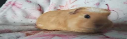 Guinea Pig rodents for sale: Baby cornet girls ready now as of the 28th April  - Advert 7
