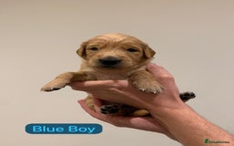 Golden Retriever dogs for sale: Gorgeous Field Retriever (Golden) Pups  - Image 3