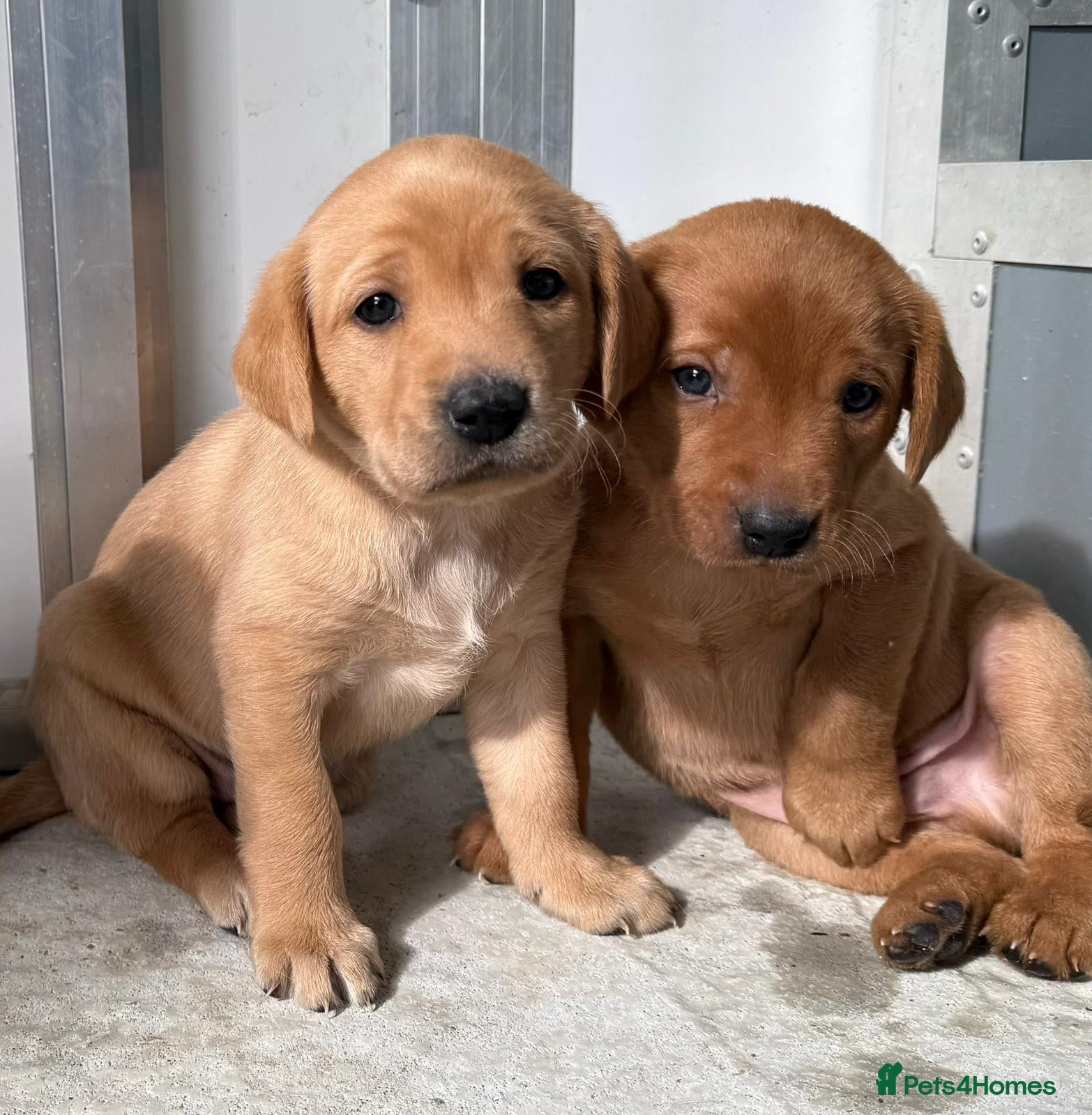 Labrador Retriever dogs Labrador puppies KC Fully health tested parents  - Advert 18