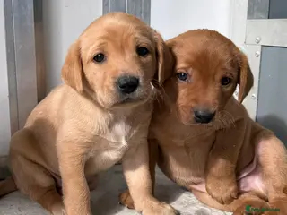 Labrador Retriever dogs Labrador puppies KC Fully health tested parents - Advert 18