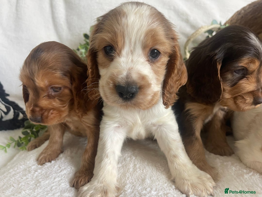 Cocker Spaniel dogs for sale: STUNNING SHOW COCKERS DNA TESTED  - Image 1