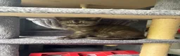 Scottish Fold cats for sale: 🐾Last 3 Scottish Fold/Straight kittens - Advert 4
