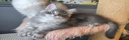 Maine Coon cats for sale: Perfect Polydactyl Maine Coon  - Advert 4