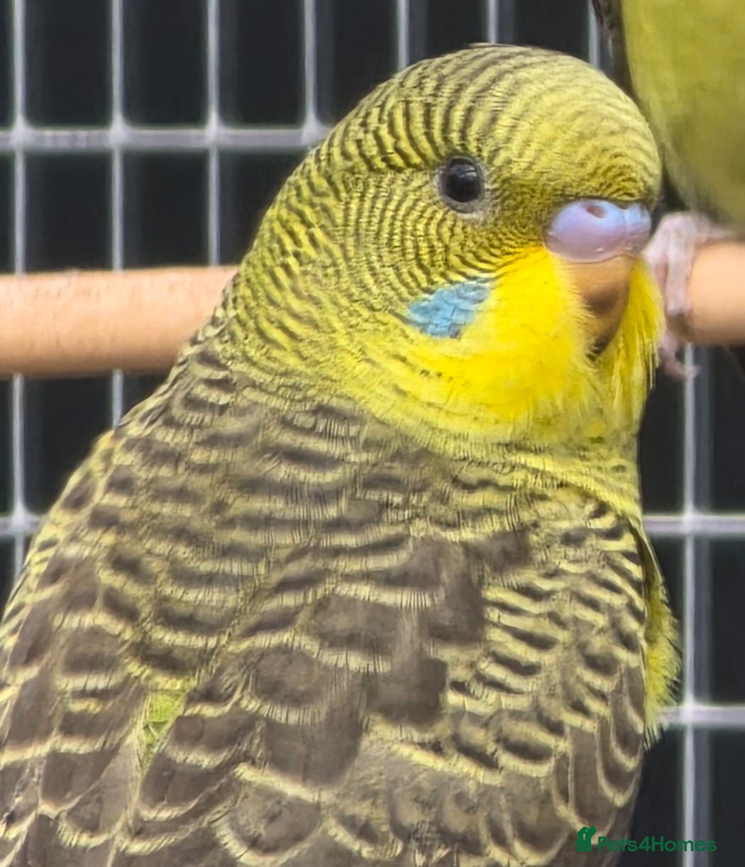 Budgerigars birds Young blackwing and other budgies  - Advert 1