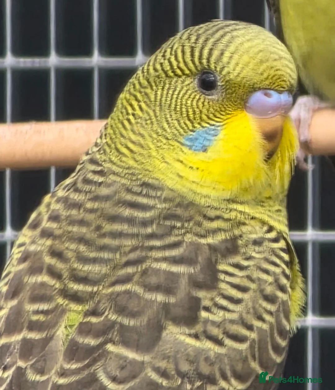 Budgerigars birds for sale: Young blackwing and other budgies  - Advert 1