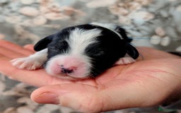 Toy Poodle dogs for sale: 🖤CAVAPOO BABIES🖤TESTED PARENTS! - Advert 22