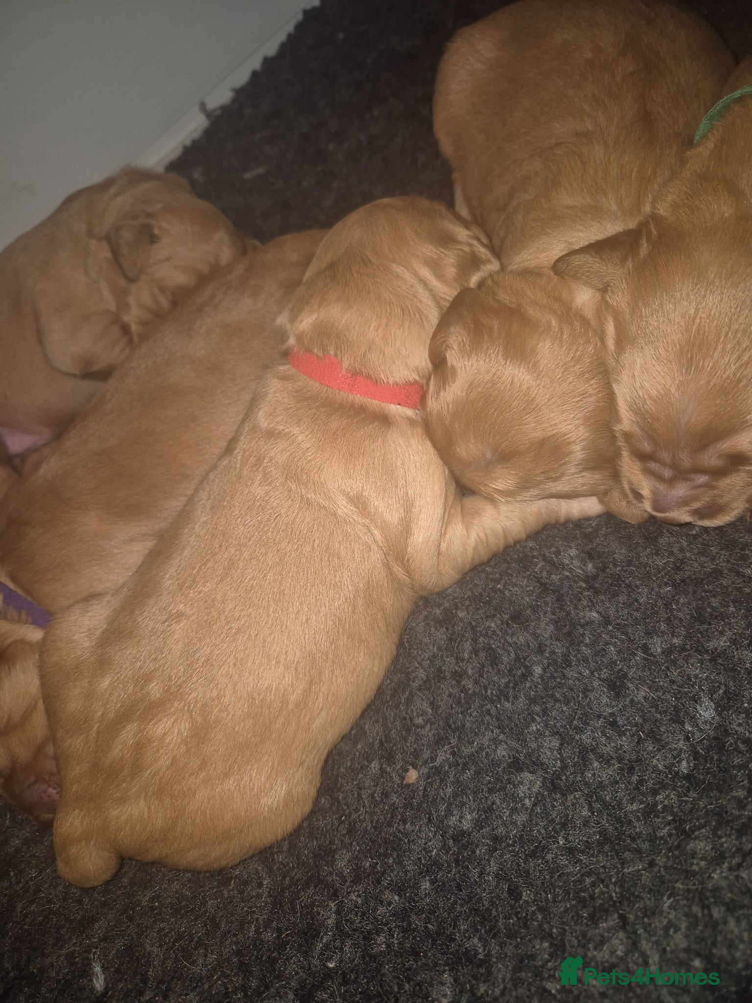 Golden Retriever dogs 7 dark golden retriever fully health tested parent - Advert 2