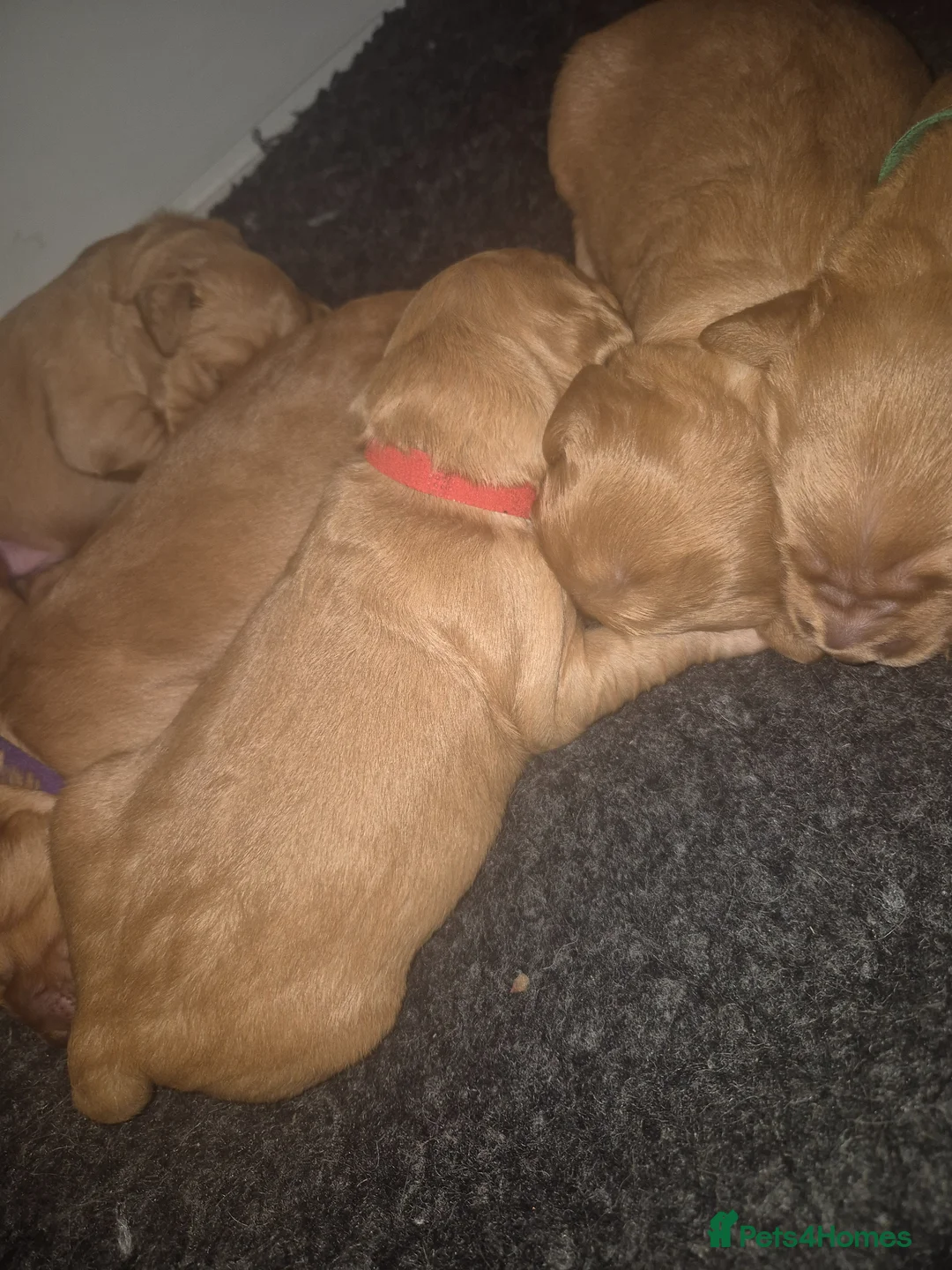 Golden Retriever dogs for sale: 7 dark golden retriever fully health tested parent - Advert 2