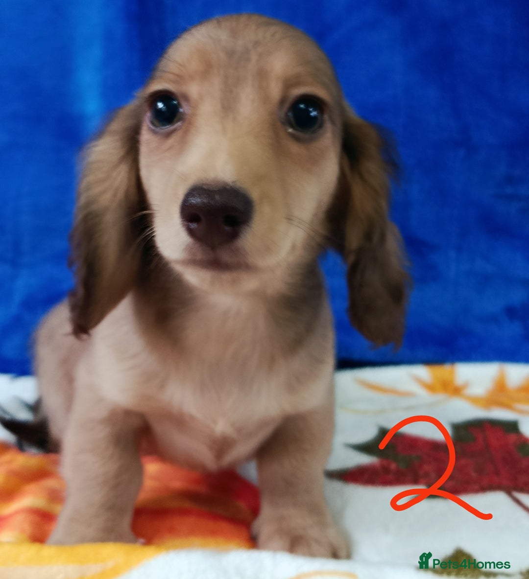 Miniature Dachshund dogs for sale: SHADED LH CREAM SUPER MINI DAXIS KC REG PRA CLR - Advert 8