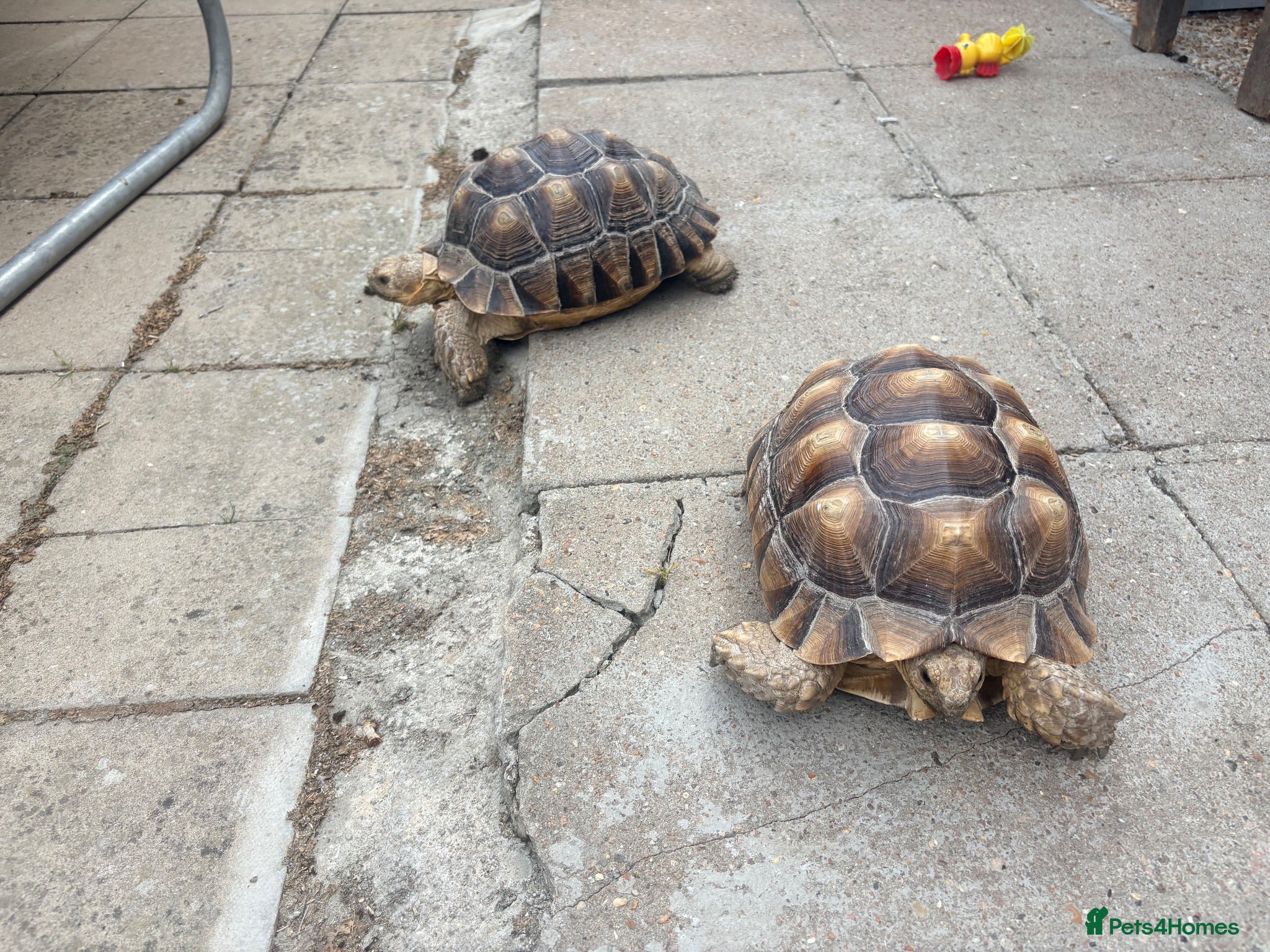 Tortoise reptiles 2 Sulcata Tortoises - Advert 4