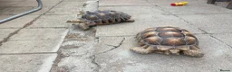 Tortoise reptiles for sale: 2 Sulcata Tortoises - Advert 1