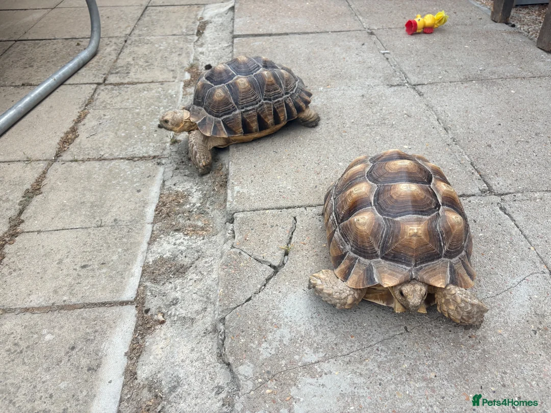 Tortoise reptiles for sale: 2 Sulcata Tortoises - Advert 1