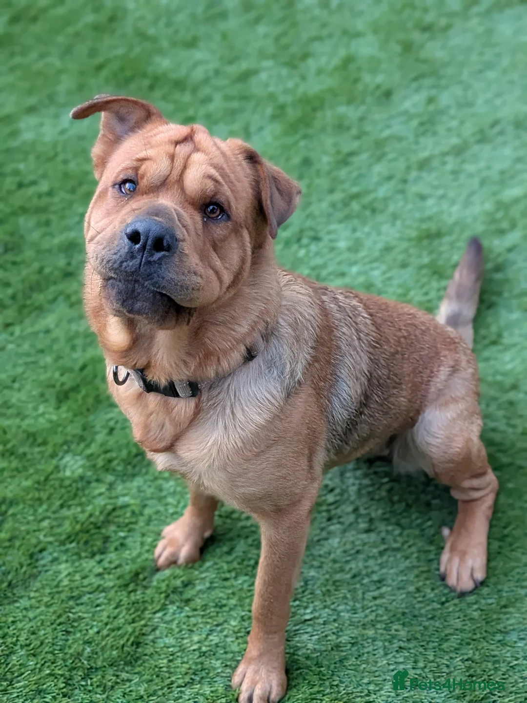 Mixed Breed dogs for sale: Rottweiler X Shar pei female dog - Advert 2