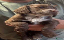 Cocker Spaniel dogs for sale: Cocker spaniel puppy’s  in Morpeth - Image 6