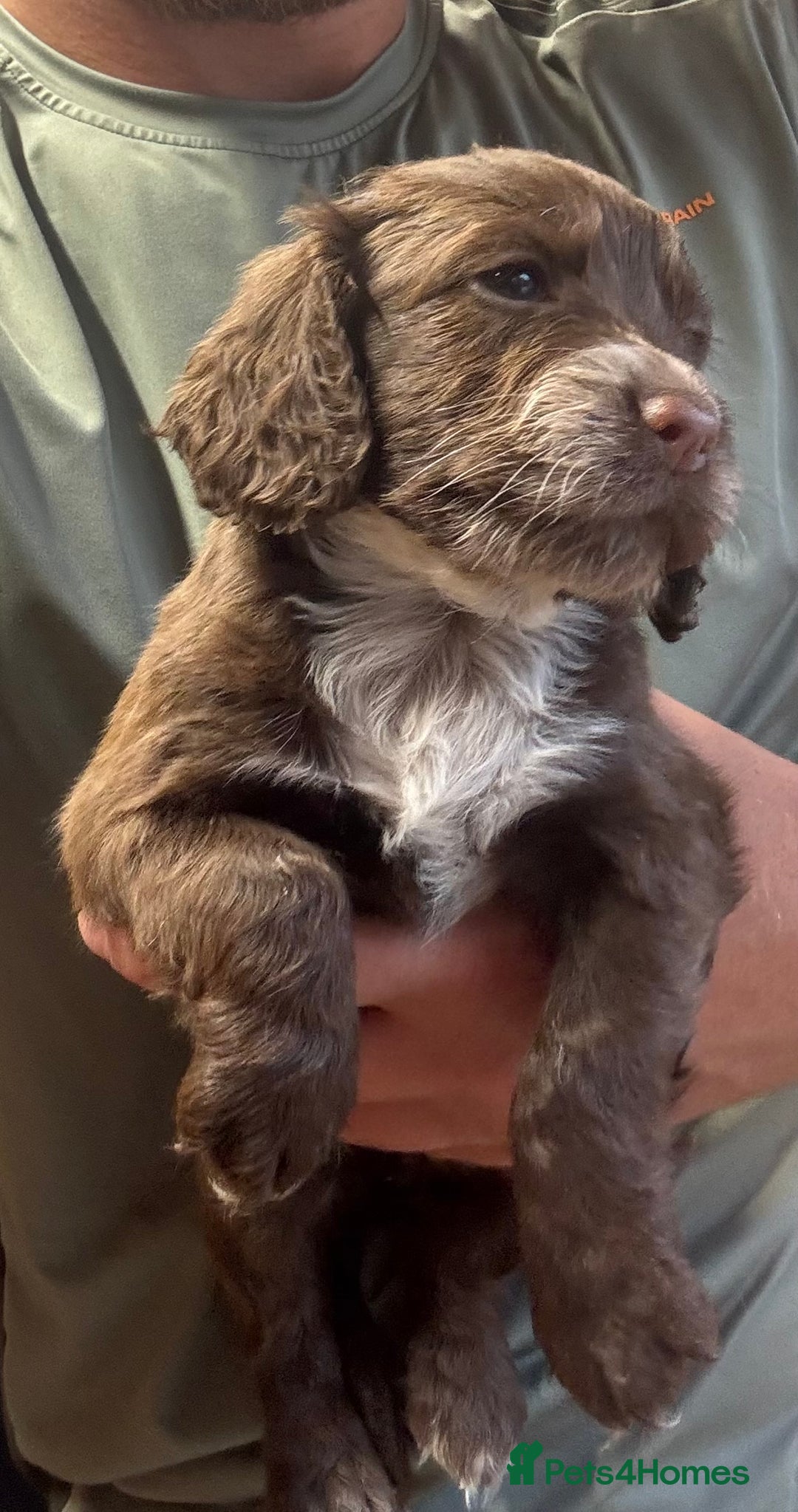 Cocker Spaniel dogs for sale: Cocker spaniel puppy’s  in Morpeth - Image 6