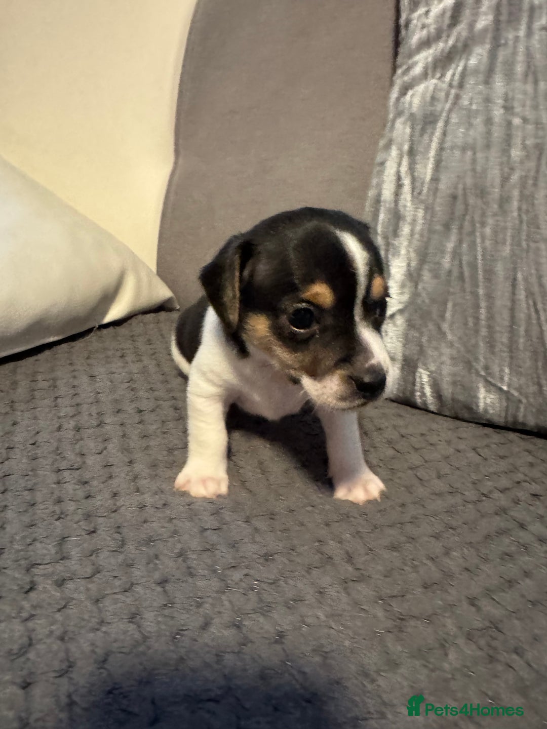 Jack Russell dogs for sale: Jack Russel puppies  - Advert 5