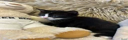 Mixed Breed cats for sale: 🩷Cross Maine Coone Kittens🩷 - Advert 19