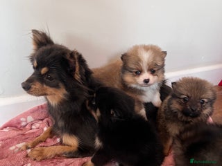 Pomeranian dogs - Advert 7