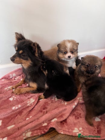 Pomeranian dogs - Advert 13