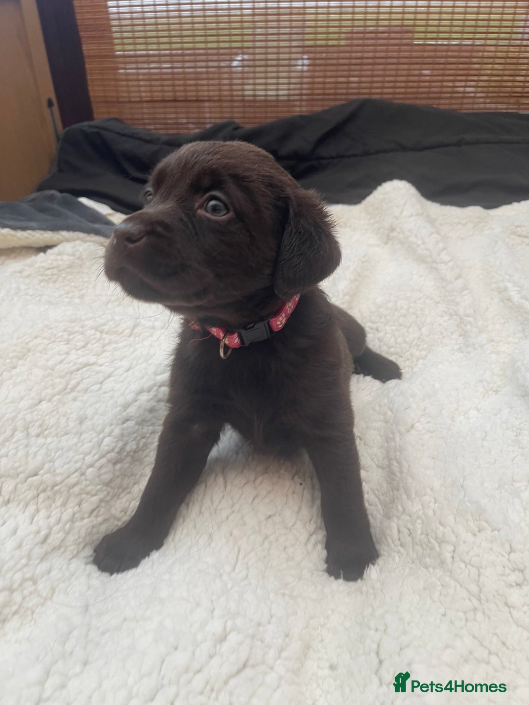 Labrador Retriever dogs for sale: Labrador Puppies Chocolate & Golden For Sale - Advert 6