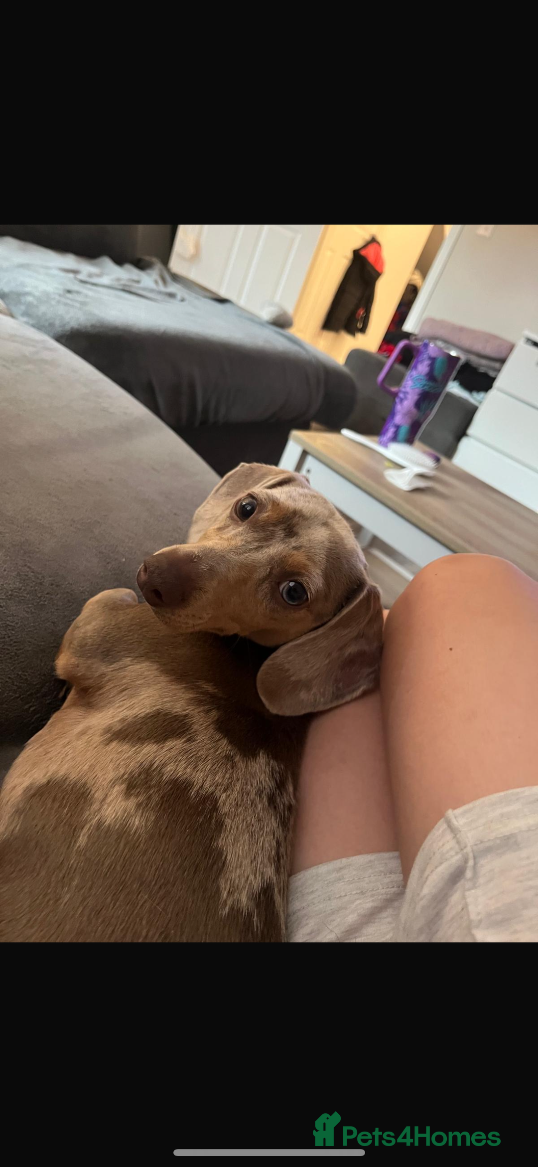 Miniature Dachshund dogs for sale: Miniature dachshund  - Advert 16