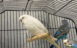 Budgerigars birds for sale: Budgies for sale - £15 each clearance - Image 5