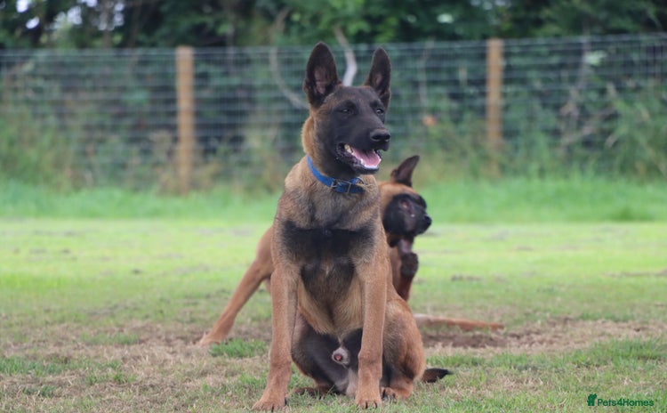Belgian Shepherd Dog dogs in Dromore - Advert 1