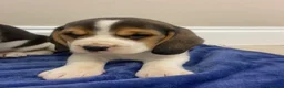 Beagle dogs for sale: Chunky friendly beagles  - Advert 14
