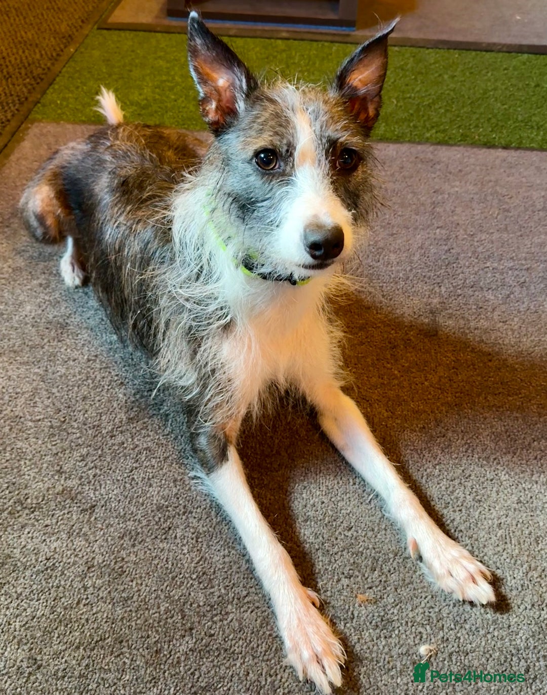 Mixed Breed dogs for adoption: FOR ADOPTION - BUBBA – BEAFORD, DEVON  - Image 7