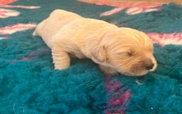 Golden Retriever dogs for sale: Health tested parents - Image 13