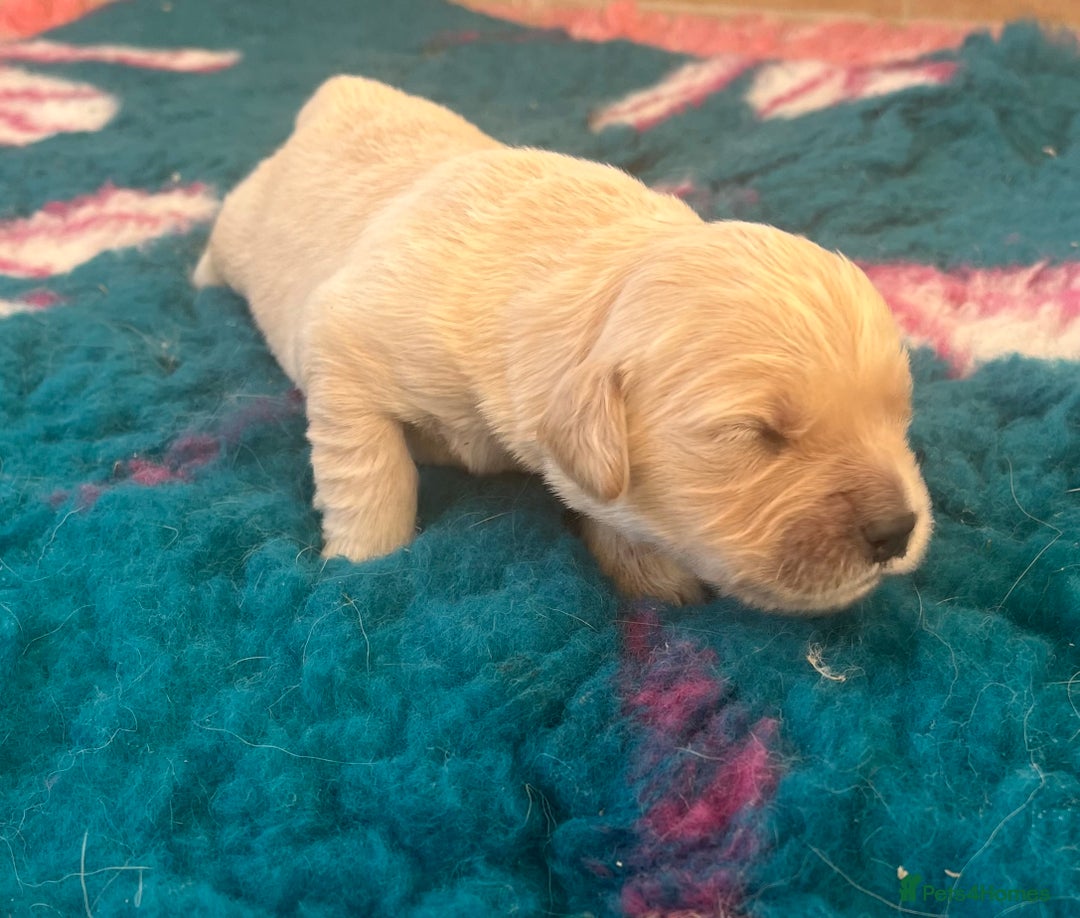 Golden Retriever dogs for sale: Health tested parents - Image 13