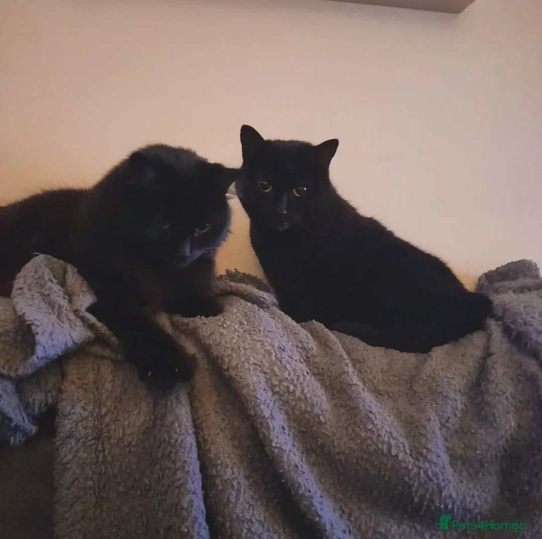 Mixed Breed cats for sale: Bonded pair, mother & son to be rehomed. - Advert 1